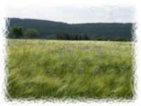 Feld bei Cunewalde.