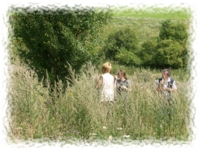 Wilde Pfläume am Wanderweg zum "Picho".