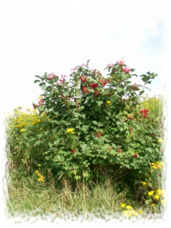 Wanderschild versteckt in einem Busch