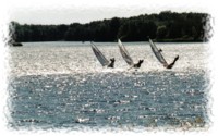 Segler in der Oberlausitz