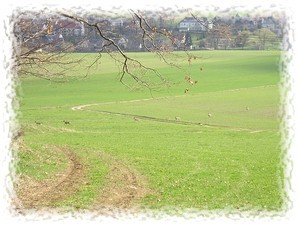 Mehrere Rehe in freier Wildbahn in der Oberlausitz