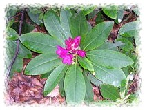 Rhododendrenblte im Park