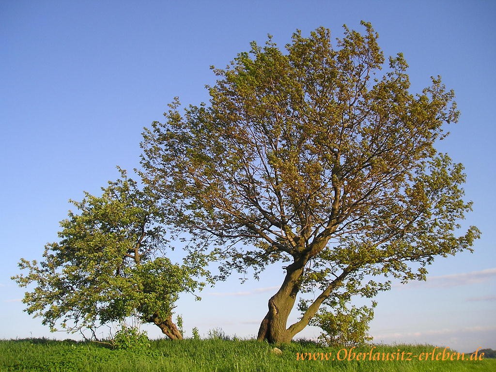 Baum Frhling