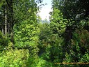 Wallpaper Wald