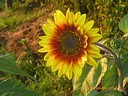Wallpaper Sonnenblume