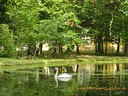 Wallpaper Schwan