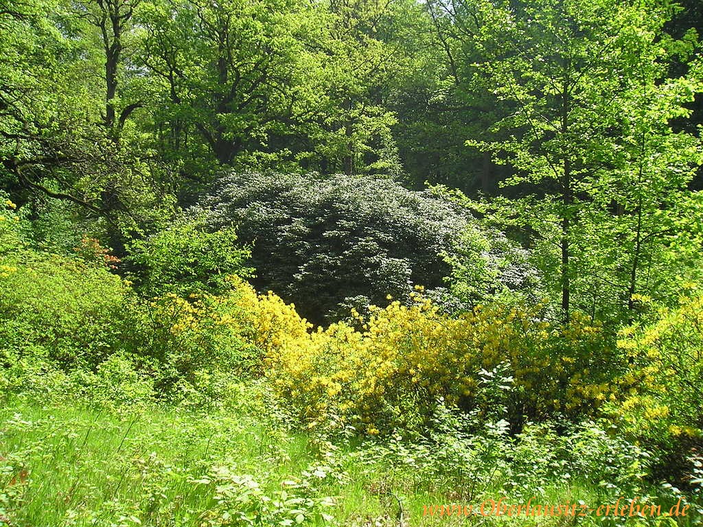 Rhododendronpark