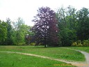 Wallpaper Baum
