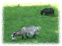 Wildgehege in Bernsdorf